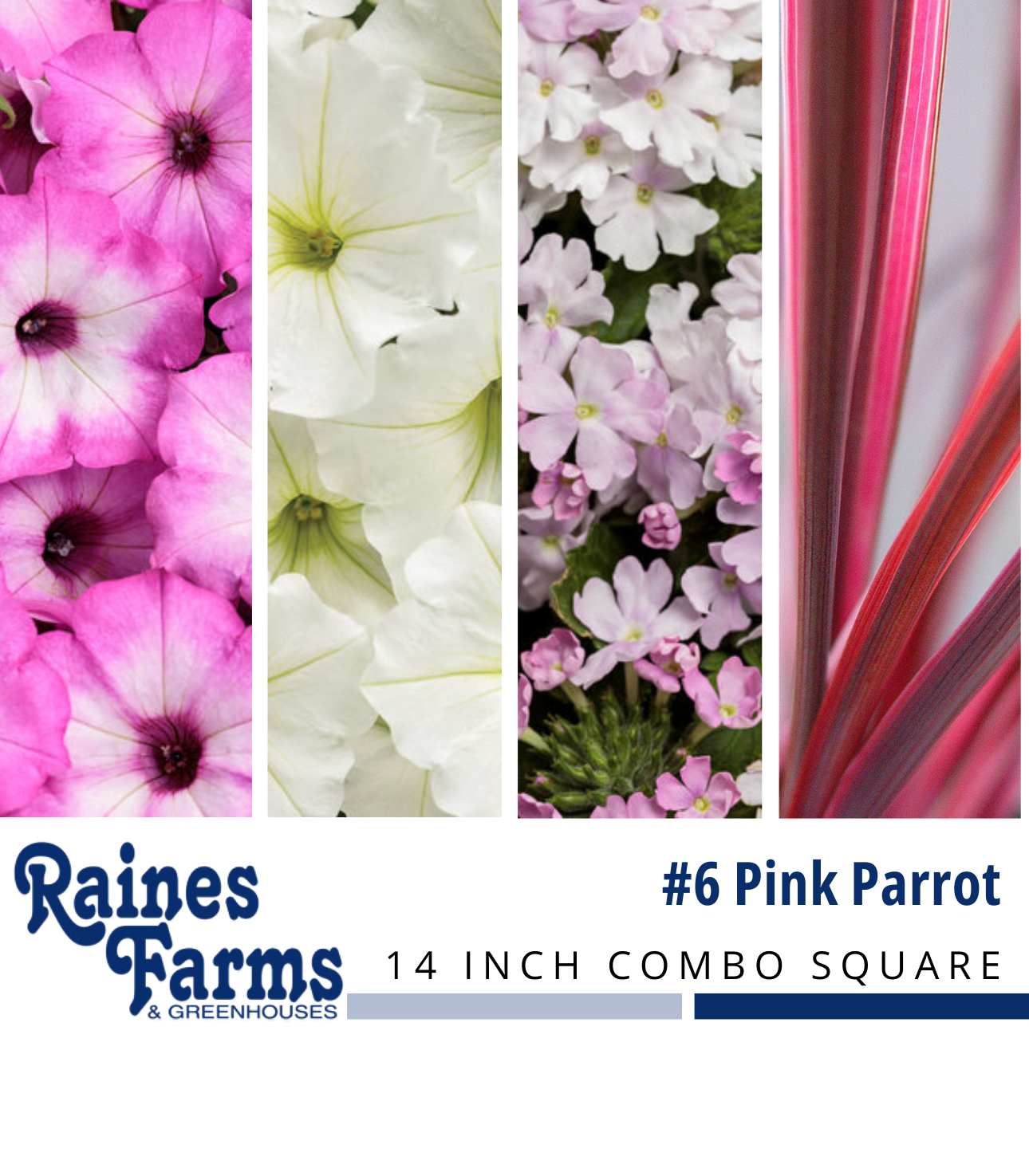 #6: Pink Parrot 14 Inch Combo Square